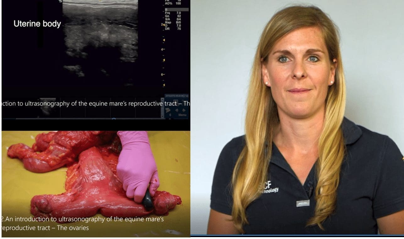 Ultrasonography Equine Mares Reproductive Tract IMV Imaging