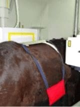 Radiography Of The Equine Thoracolumbar Spine Imv Imaging