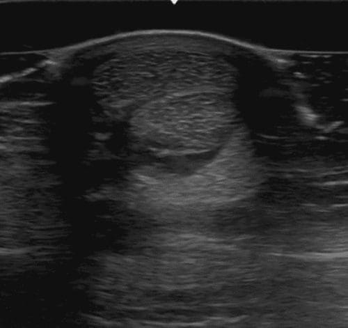 Equine Distal Limb Ultrasonography Imv Imaging Academy