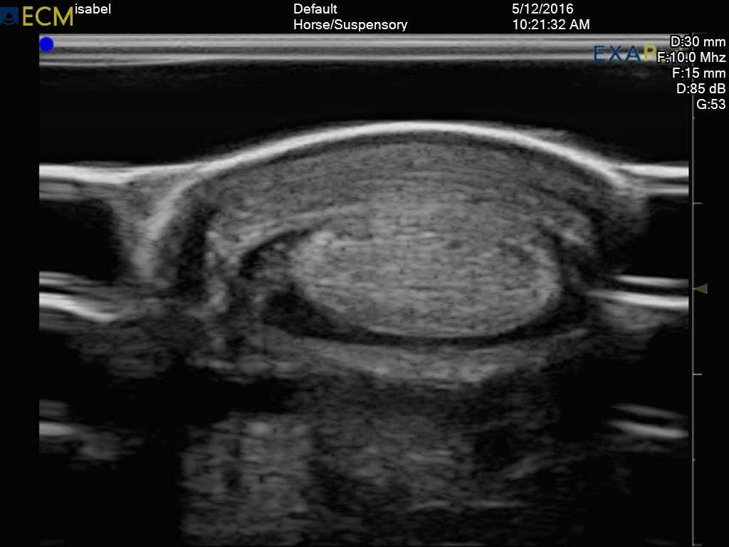 01- Cross section in metacarpal region passing by the manica flexoria