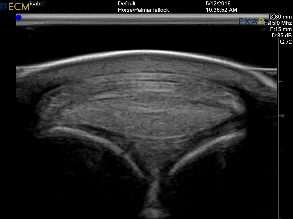 02 - Cross section in the face palmaire of the fetlock