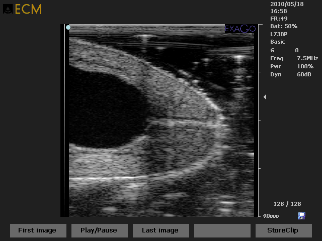 COW-Teat, particularly of papillary canal