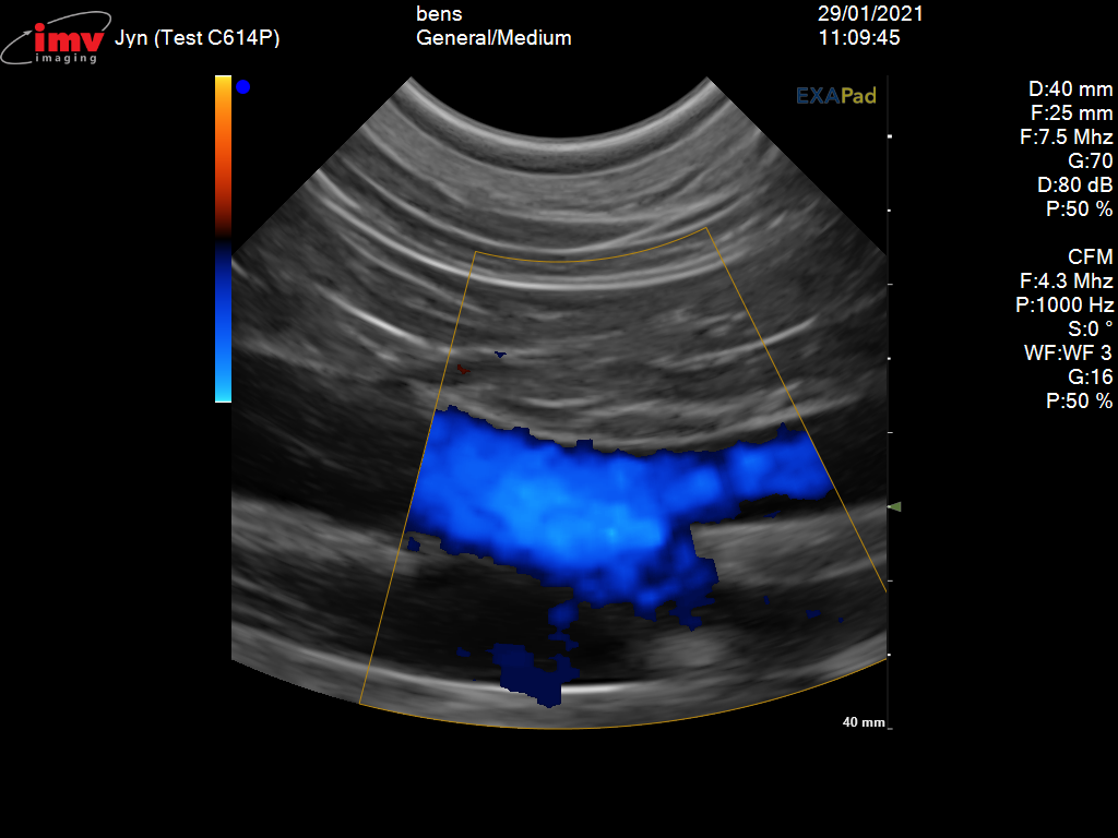 Small animal ultrasound Aortic trifurcation Doppler