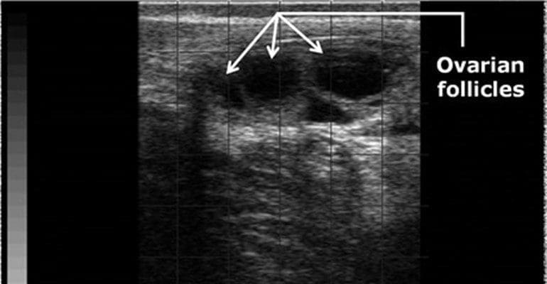 Bovine Foetal Sex Determination Imv Imaging Ultrasound 1239