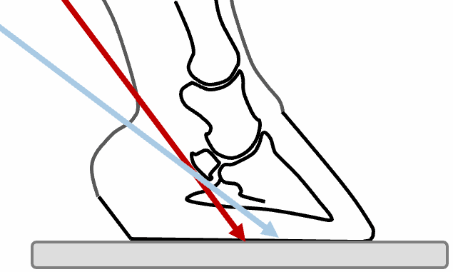 Journal Club - Part 1: Whats New in Equine Foot Radiography/ Radiology