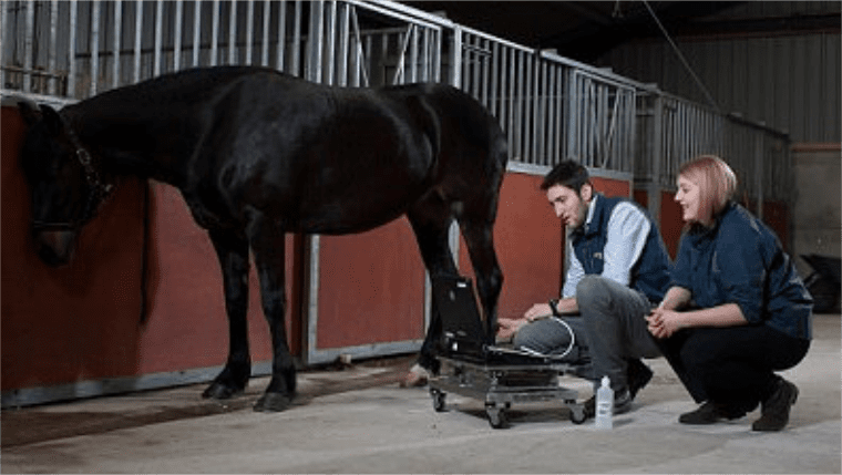 Equine case study 4 - by Dave Rendle