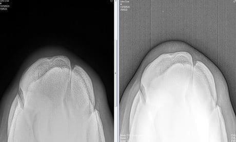 Simple ways to improve your equine X-ray image