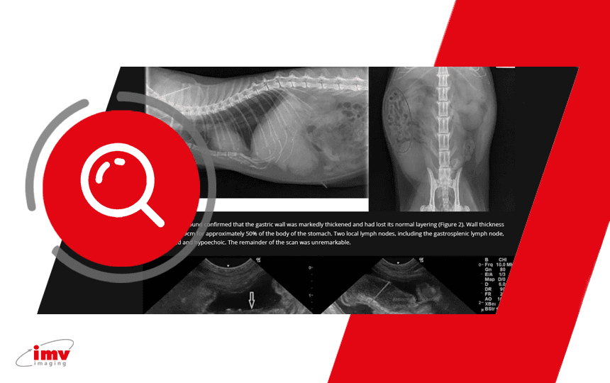 Small animal veterinary case study  - Amber the domestic shorthair