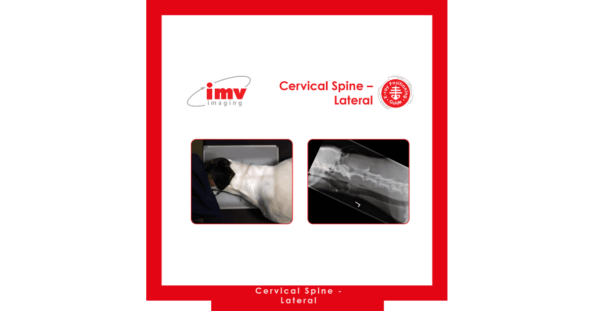 Free Download: Cervical Spine – Lateral canine x-ray positioning guide