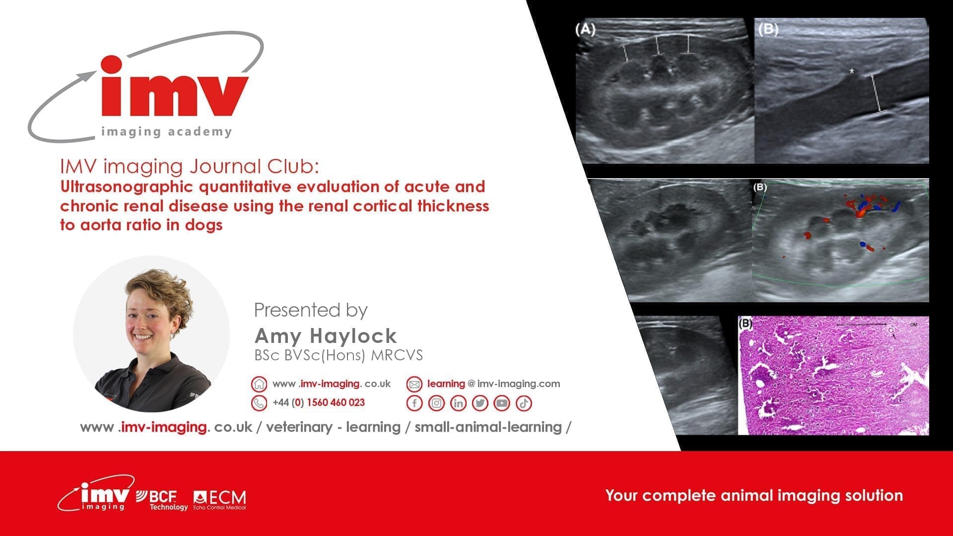 Journal Club - Ultrasonographic quantitative evaluation of acute and chronic renal disease using the renal cortical thickness to aorta ratio in dogs