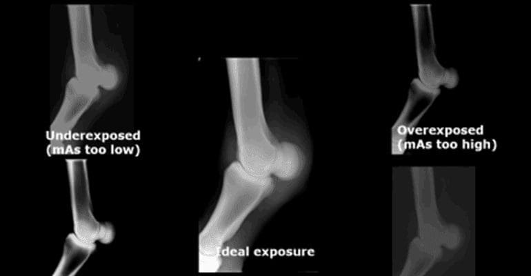 Free Download: Radiographic exposure settings hints and tips (equine)