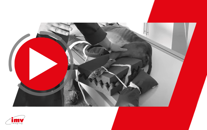 Radiographic positioning for the canine lateral pelvis - veterinary clinical video