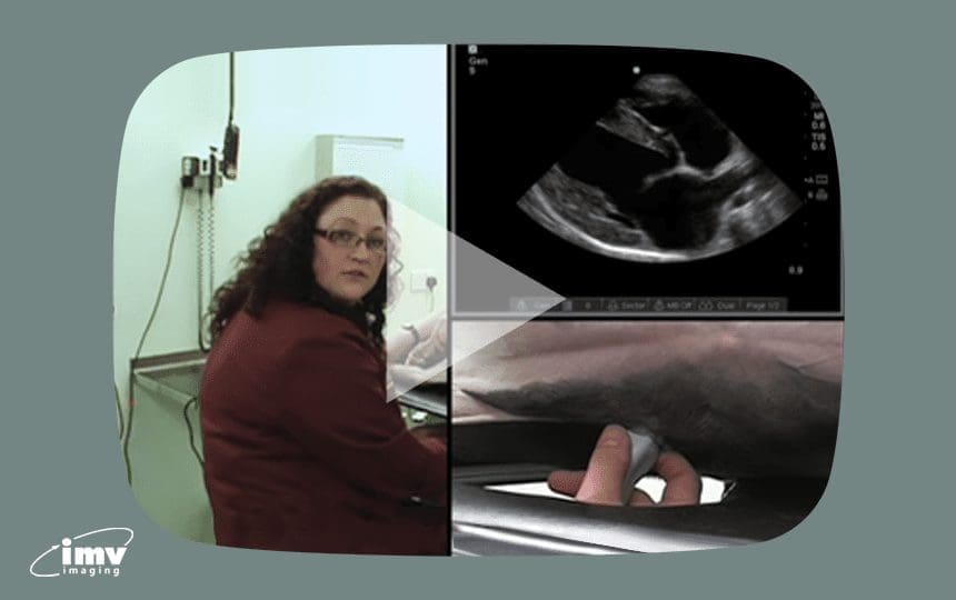 Small Animal Cardiac Ultrasound Online Training Course IMV