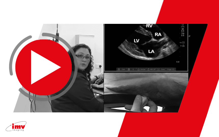 Small animal cardiac ultrasound video 1 - Introduction to performing an echo