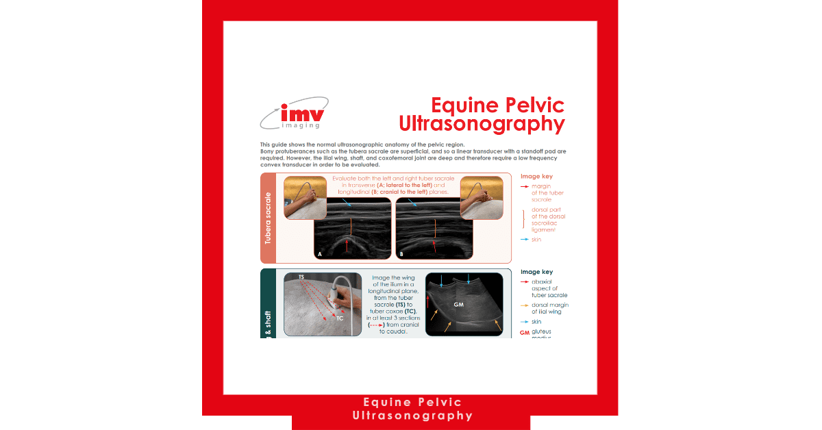 Free Download: Pelvic Ultrasonography Poster