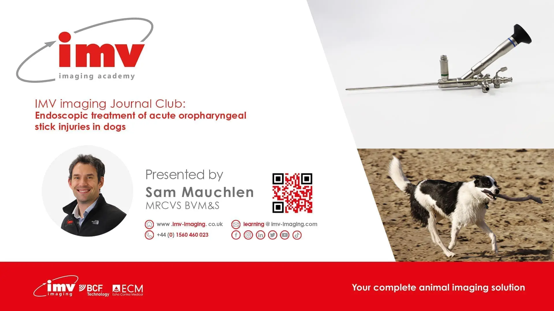 Journal Club - Endoscopic treatment of acute oropharyngeal stick injuries in dogs.