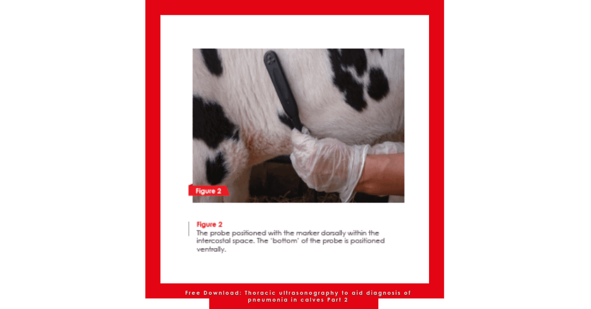 Free Download: Thoracic ultrasonography to aid diagnosis of pneumonia in calves Part 2