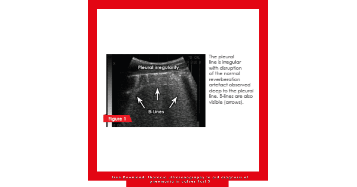 Free Download: Thoracic ultrasonography to aid diagnosis of pneumonia in calves Part 3